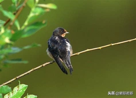 燕子要簽幾號|【燕子代表幾號】燕子象徵著幸運！牠在夢中的意義竟然是這個號。